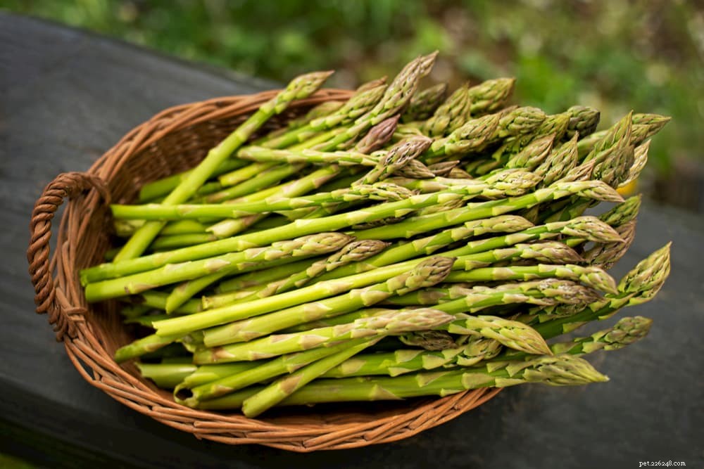 12 Safe and Nutritious Vegetables for Your Dog