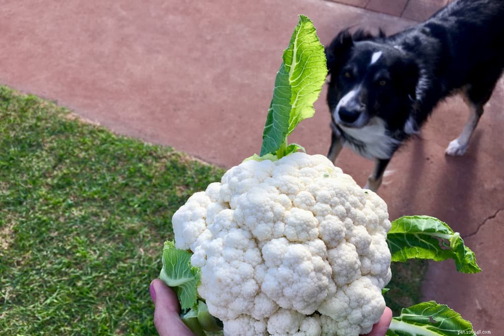 12 Safe and Nutritious Vegetables for Your Dog