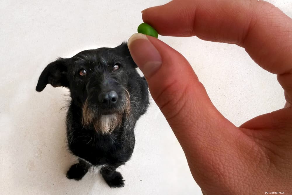 12 Safe and Nutritious Vegetables for Your Dog