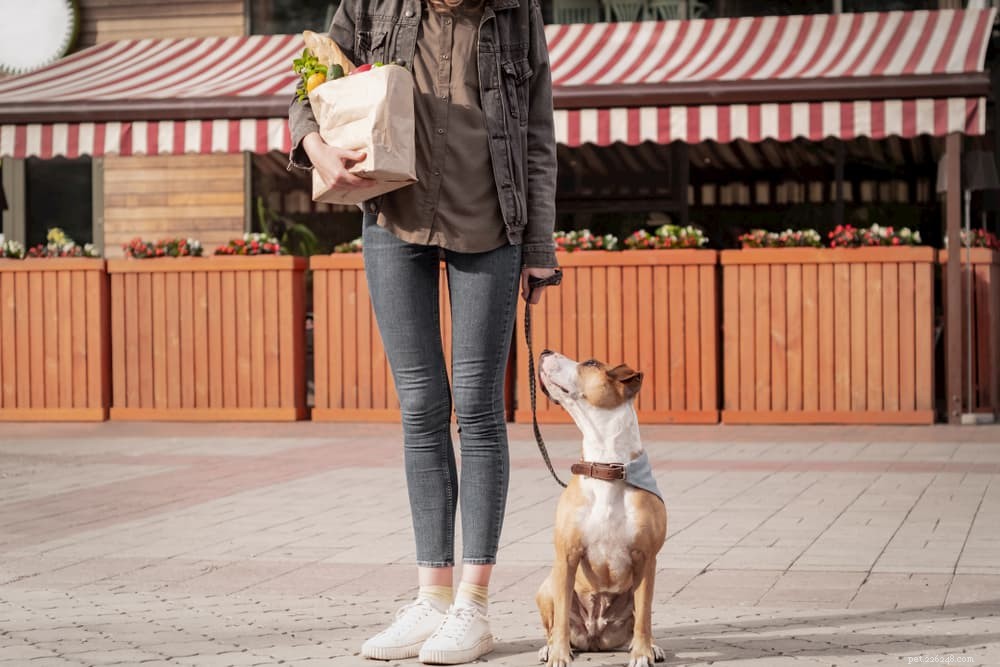 12 Safe and Nutritious Vegetables for Your Dog