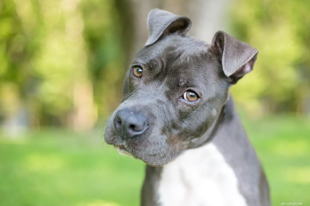 Green Tripe for Dogs: Benefits, Uses, and Buying Tips