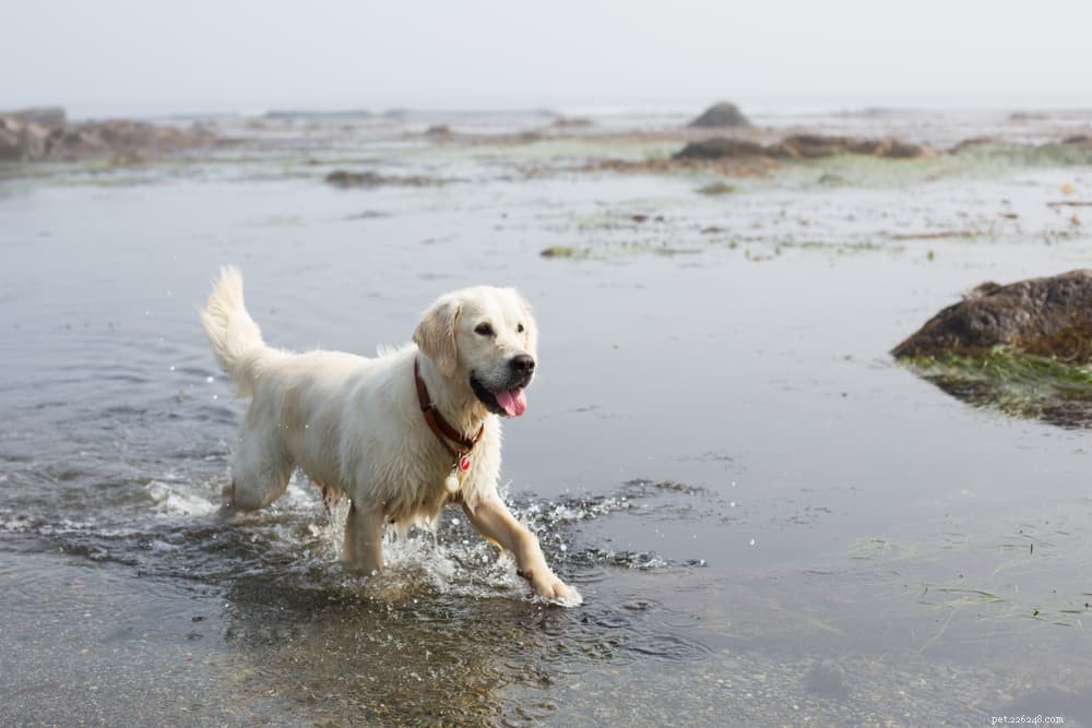Are Sardines Safe and Beneficial for Dogs?