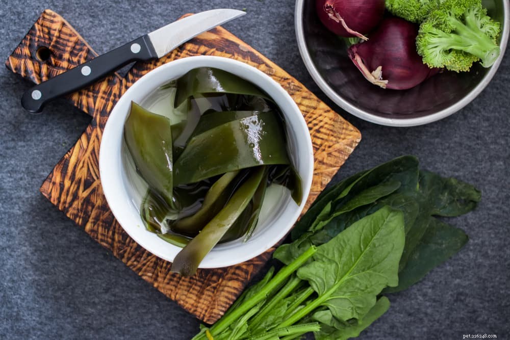 Kelp for Dogs: Proven Health Benefits & Practical Applications