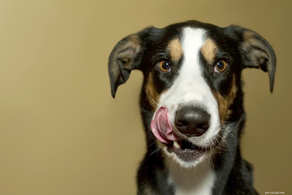 Understanding Dilated Cardiomyopathy and Dog Food: Key Insights for Pet Owners