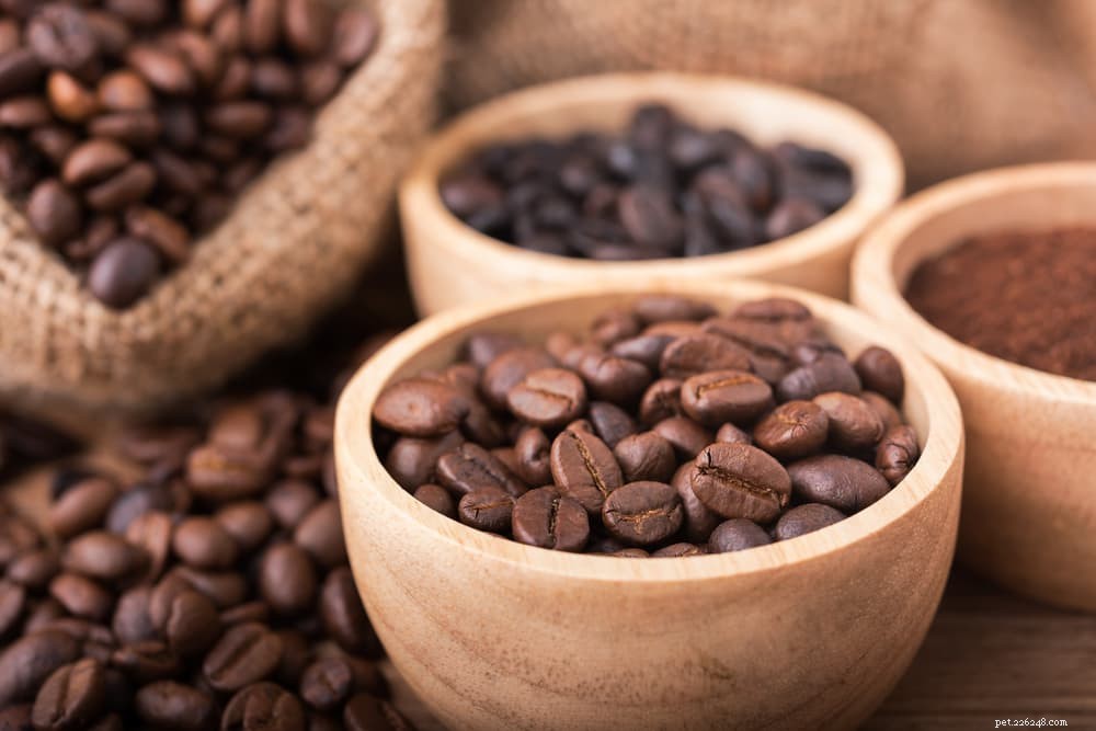 14 Foods That Are Dangerous for Dogs (And What to Avoid)