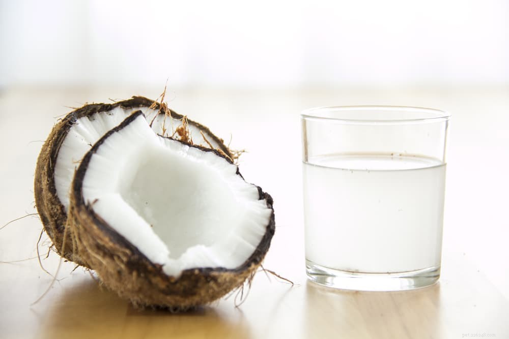 14 Foods That Are Dangerous for Dogs (And What to Avoid)