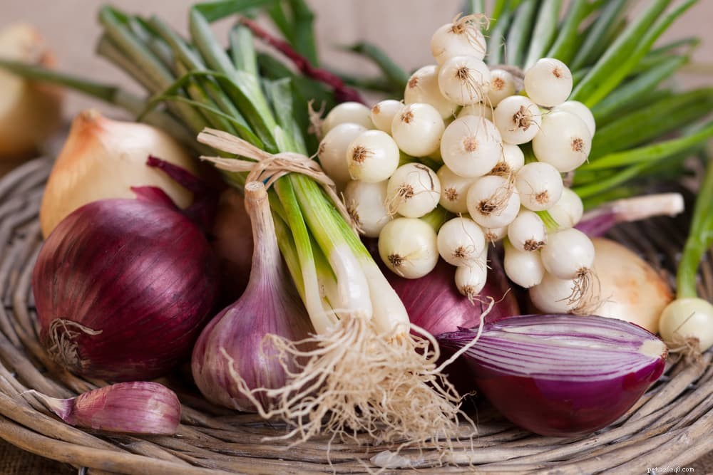14 Foods That Are Dangerous for Dogs (And What to Avoid)