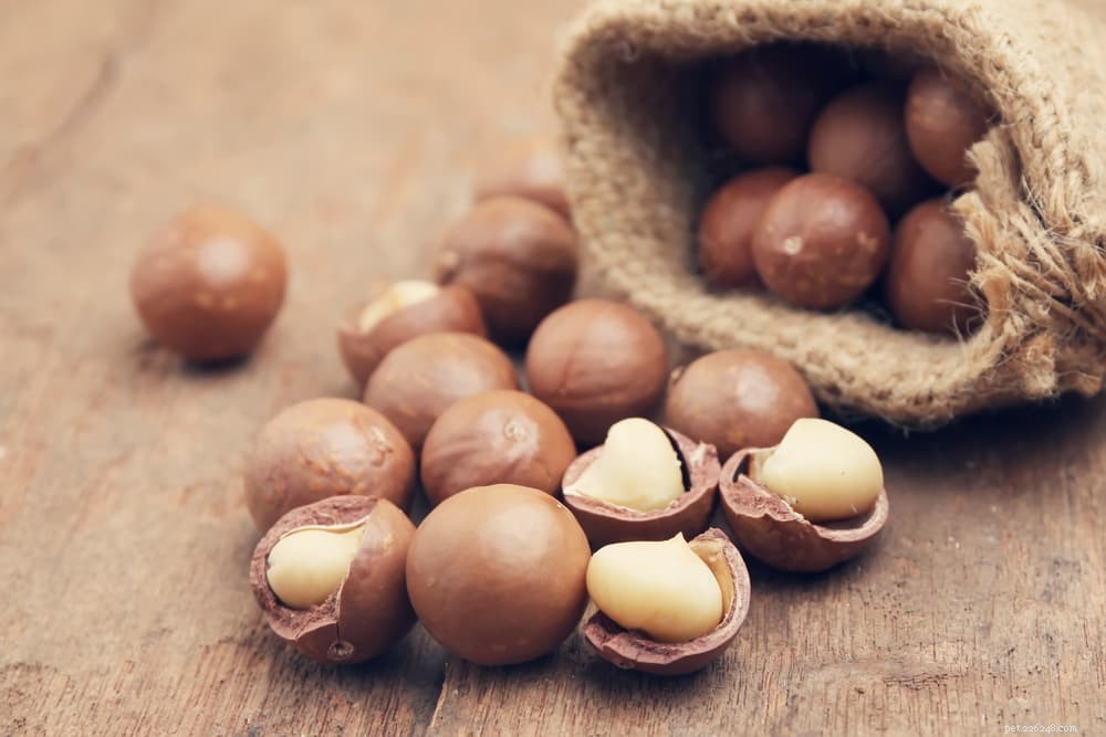 14 Foods That Are Dangerous for Dogs (And What to Avoid)