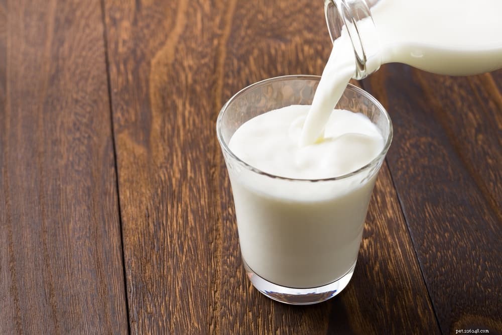 14 Foods That Are Dangerous for Dogs (And What to Avoid)