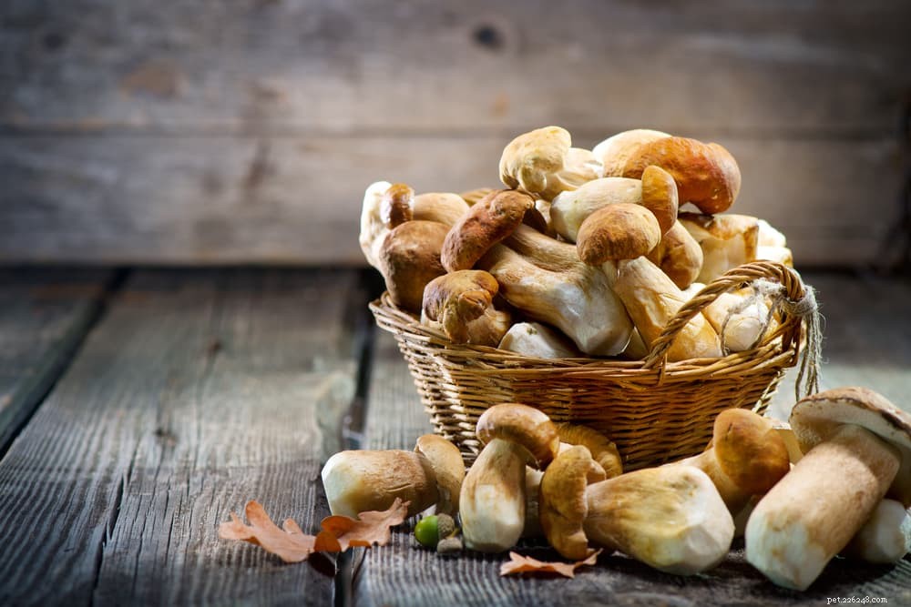 14 Foods That Are Dangerous for Dogs (And What to Avoid)
