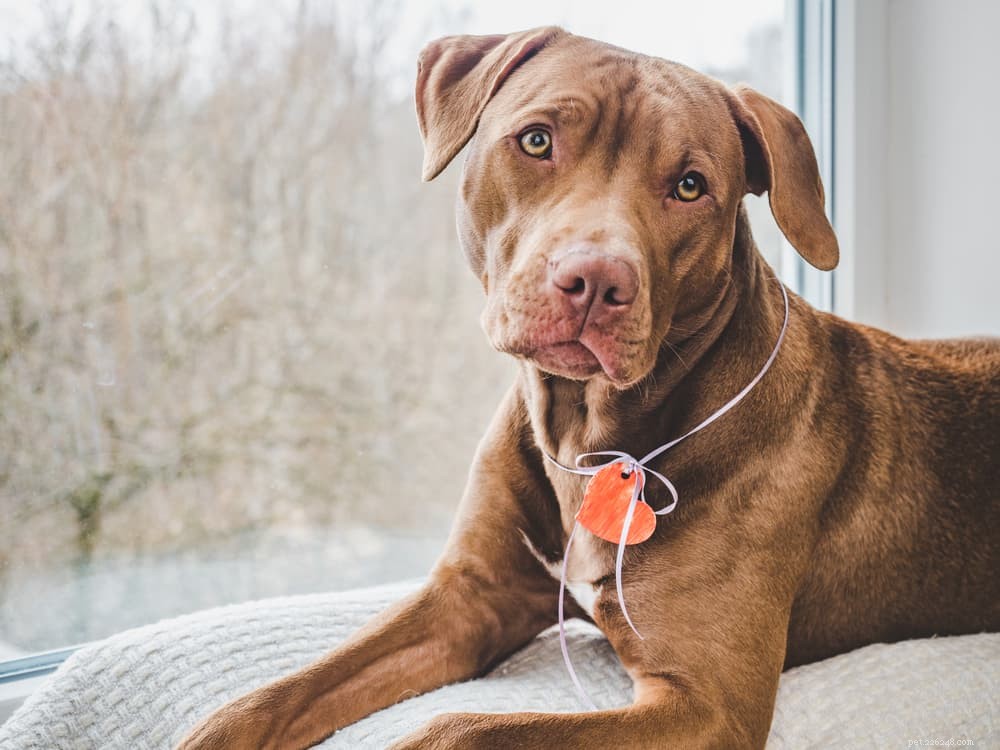 Calcium for Dogs: Why It’s Essential for Their Health
