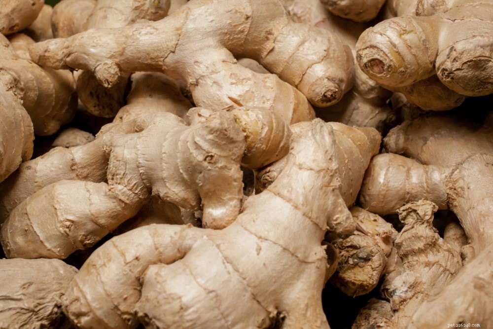 Can Dogs Safely Use Ginger? Health Benefits & Safety Guide