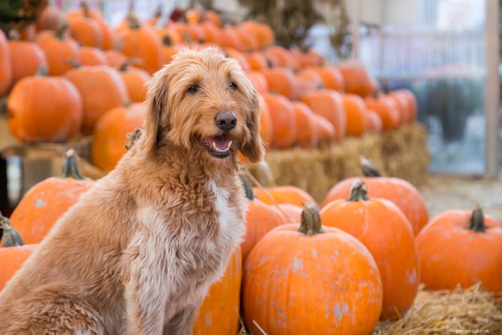 Is Pumpkin Safe for Dogs? A Comprehensive Guide