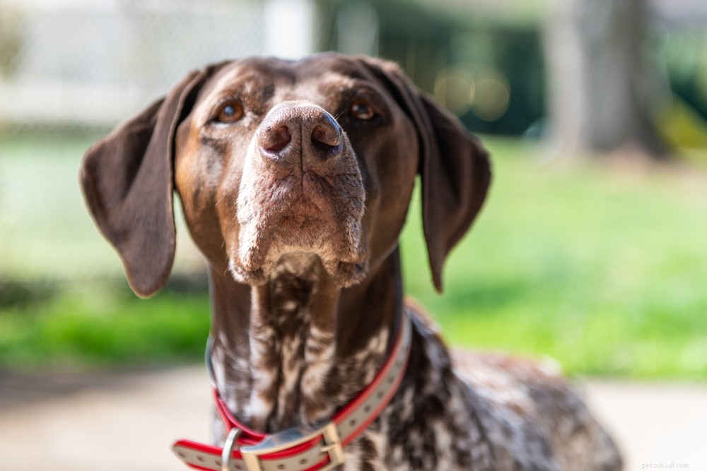 Top 10 Natural Fiber Sources to Keep Your Dog Healthy