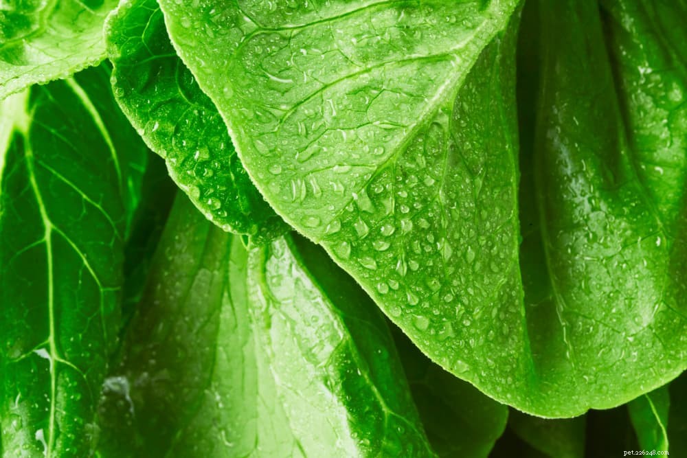 Top 10 Natural Fiber Sources to Keep Your Dog Healthy