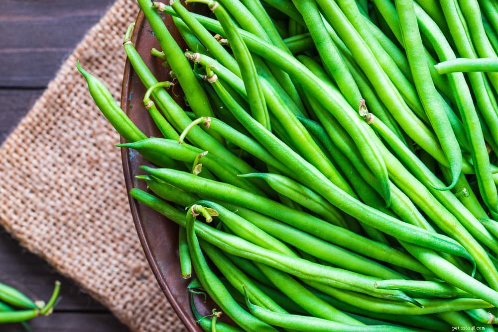 Top 10 Natural Fiber Sources to Keep Your Dog Healthy