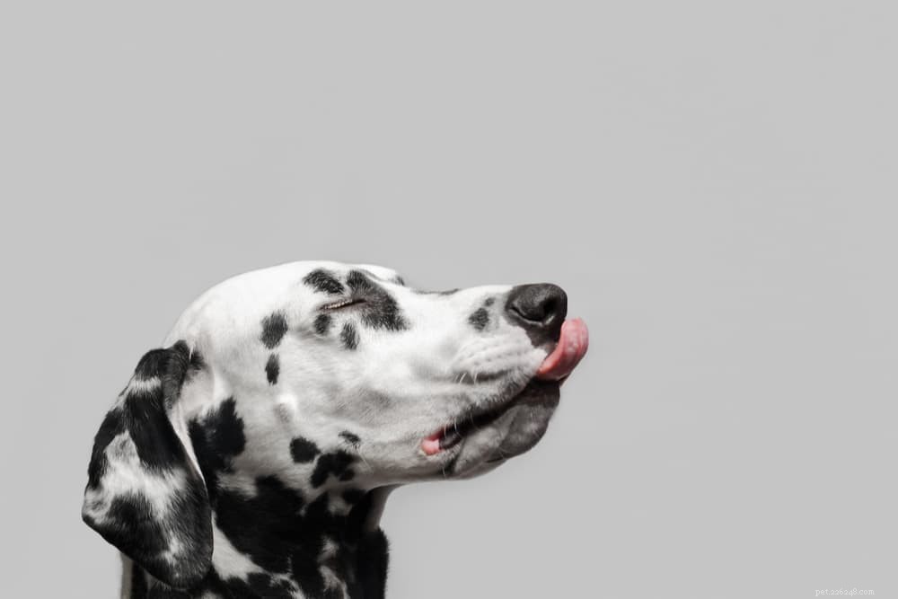 Top 10 Natural Fiber Sources to Keep Your Dog Healthy