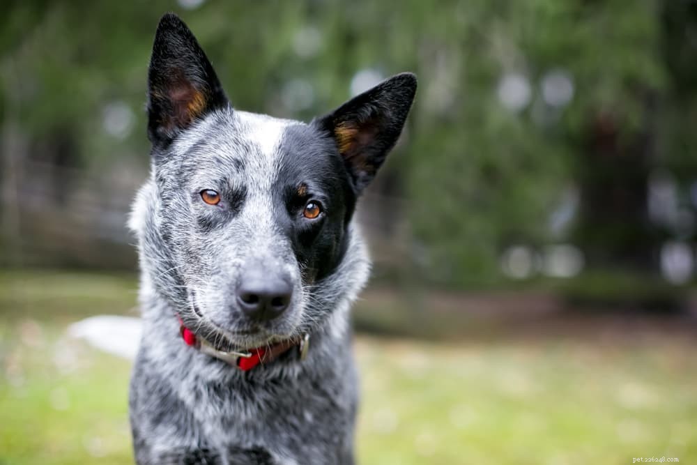 Top 10 Natural Fiber Sources to Keep Your Dog Healthy
