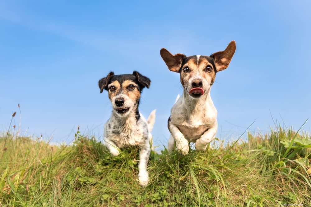 Is Pedialyte Safe for Dogs? A Vet’s Guide to Electrolyte Replenishment