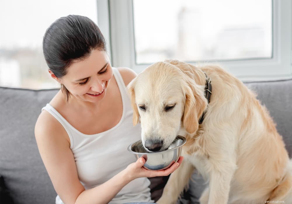 Is Pedialyte Safe for Dogs? A Vet’s Guide to Electrolyte Replenishment