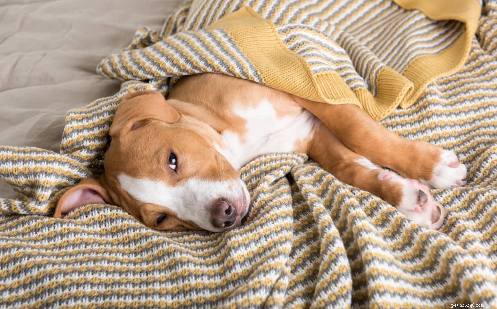 Is Pedialyte Safe for Dogs? A Vet’s Guide to Electrolyte Replenishment