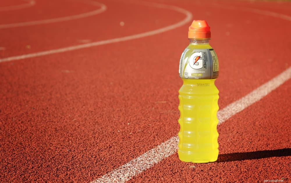 Is Pedialyte Safe for Dogs? A Vet’s Guide to Electrolyte Replenishment