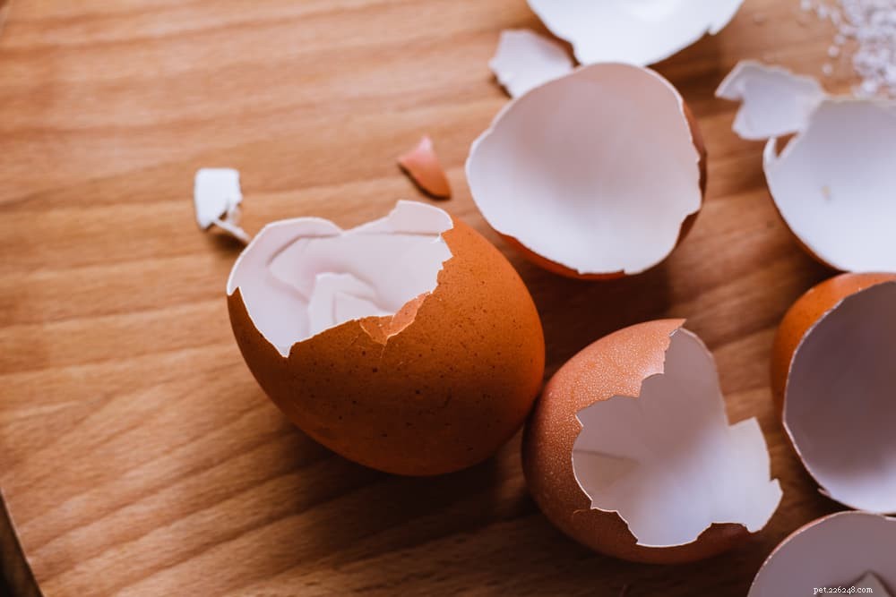 Are Eggs Safe for Dogs? A Guide to Raw, Cooked, and Egg Shell Consumption