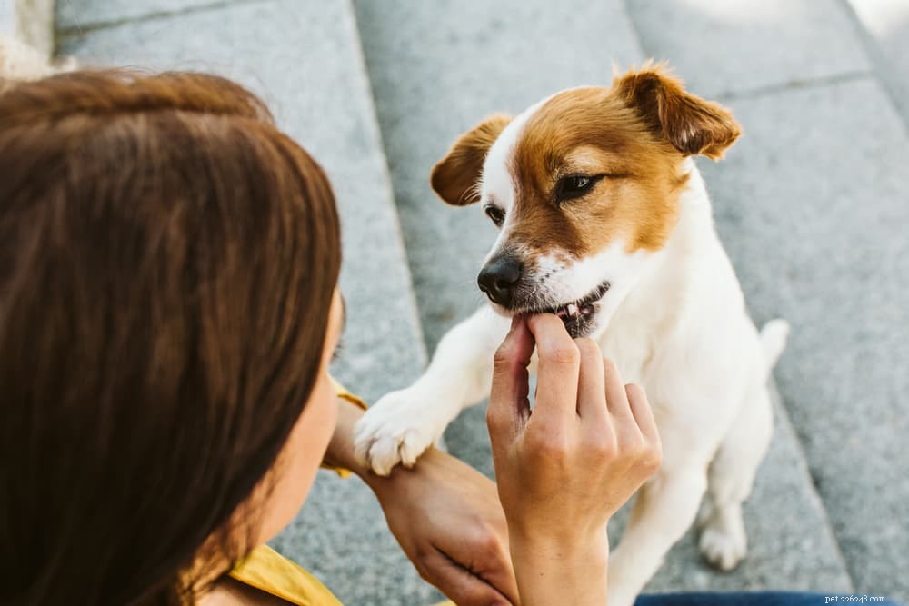 Are Eggs Safe for Dogs? A Guide to Raw, Cooked, and Egg Shell Consumption