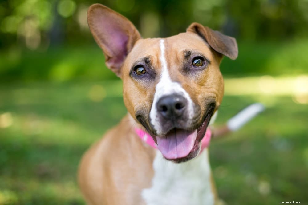 Nutritional Yeast for Dogs: Proven Health Benefits & Practical Uses