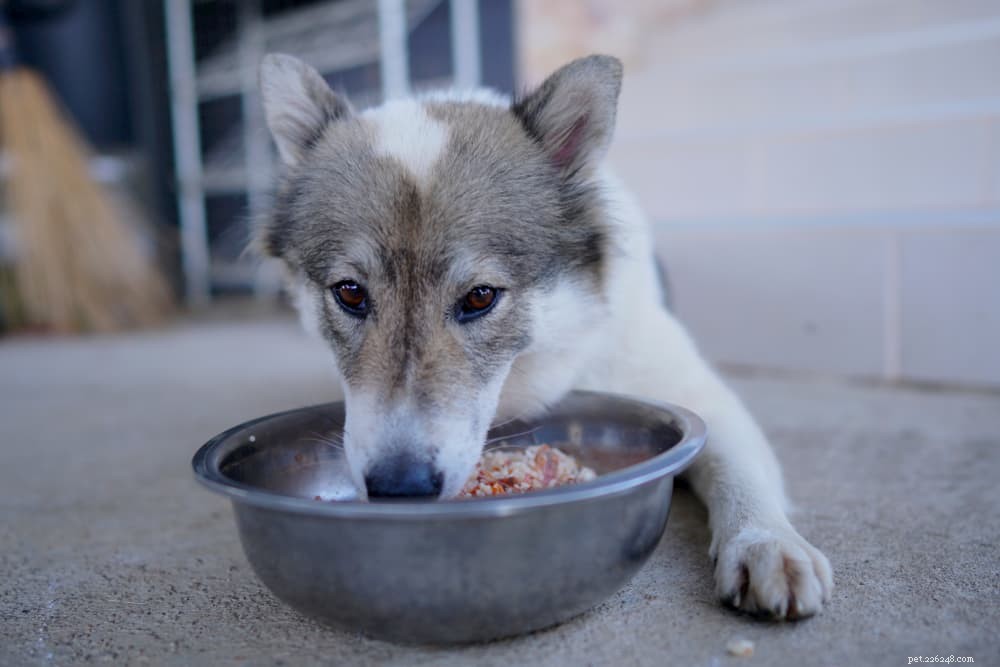 Nutritional Yeast for Dogs: Proven Health Benefits & Practical Uses