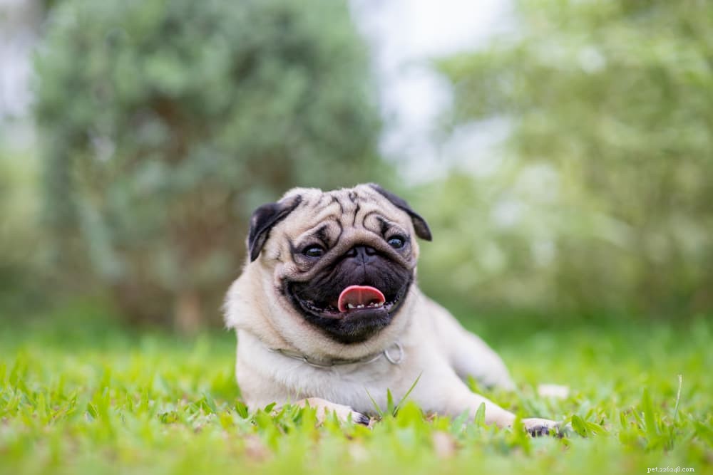 Nutritional Yeast for Dogs: Proven Health Benefits & Practical Uses