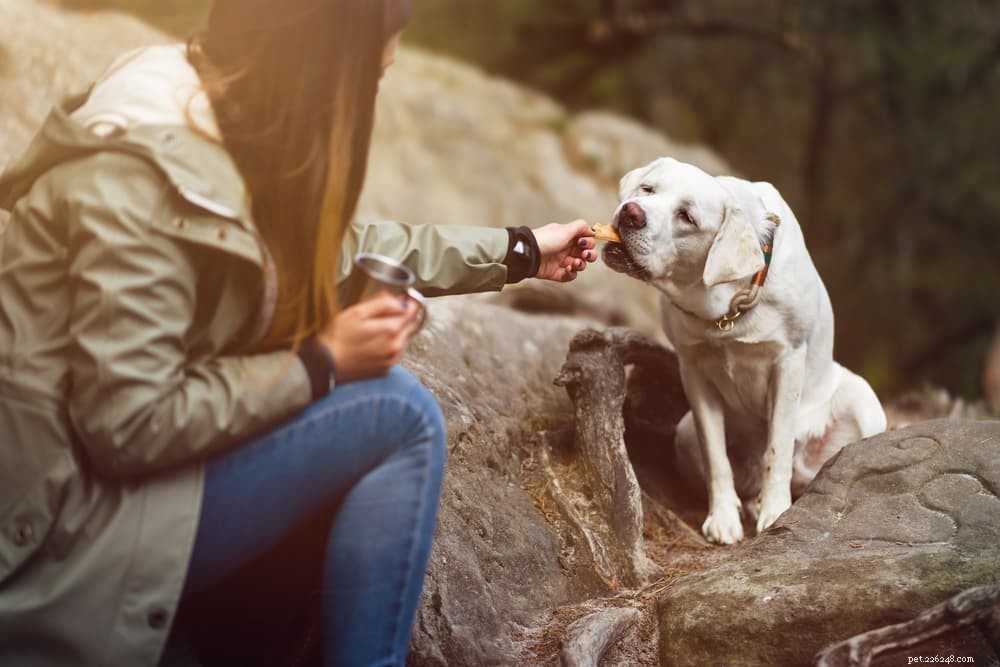 Dog Digestion Explained: A Complete Guide for Pet Owners