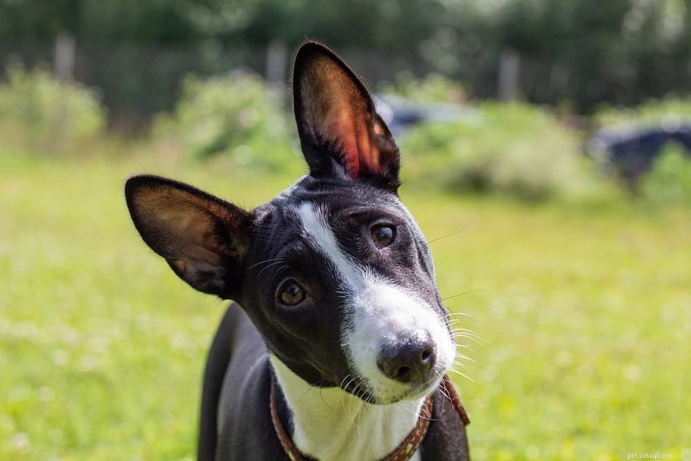 Dog Digestion Explained: A Complete Guide for Pet Owners
