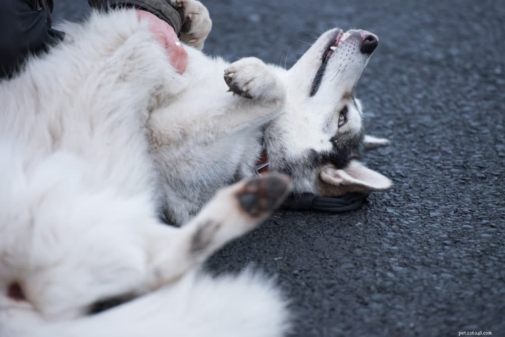 Dog Digestion Explained: A Complete Guide for Pet Owners