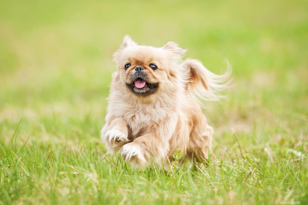 Dog Digestion Explained: A Complete Guide for Pet Owners