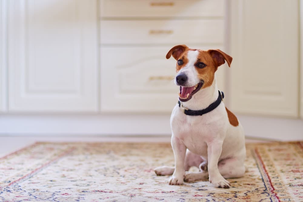Dog Digestion Explained: A Complete Guide for Pet Owners