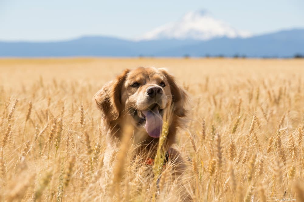 Dog Digestion Explained: A Complete Guide for Pet Owners