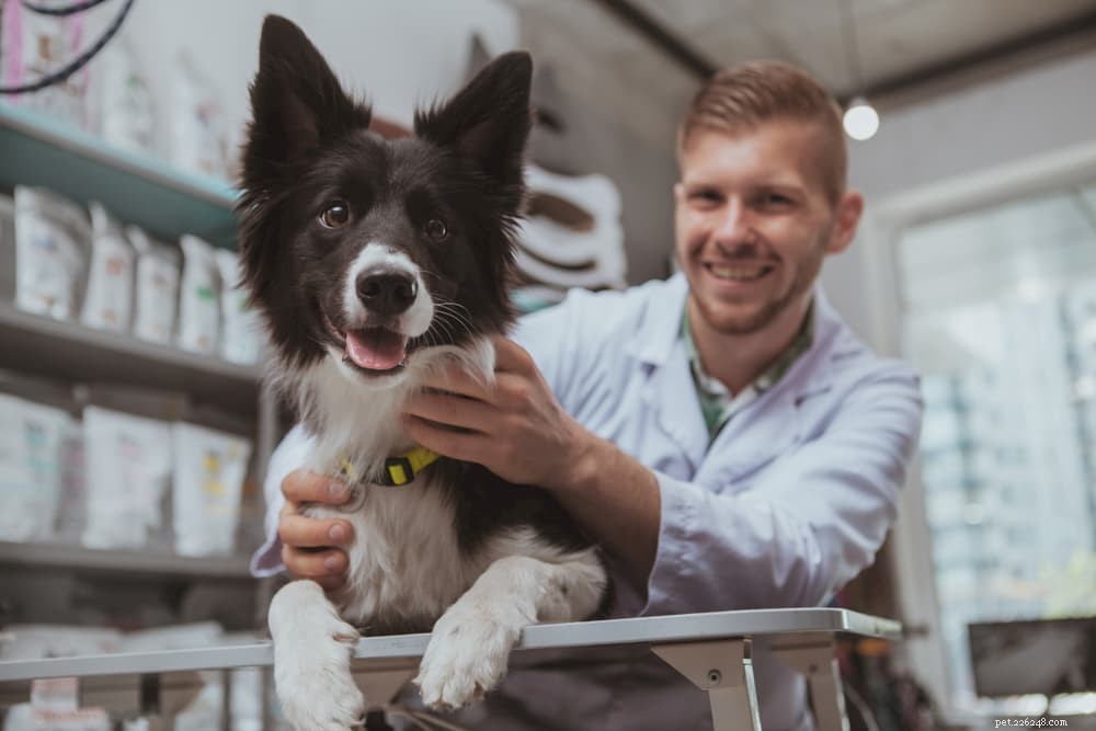 Dog Digestion Explained: A Complete Guide for Pet Owners