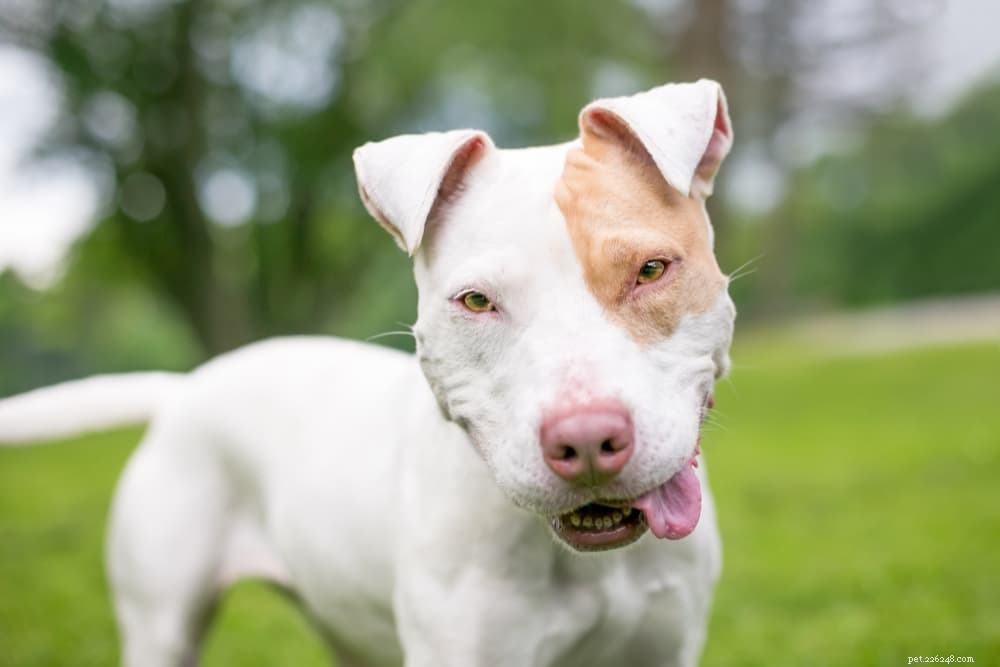 Chicken Broth for Dogs: Vet-Approved Safety, Health Benefits & 5 Practical Uses