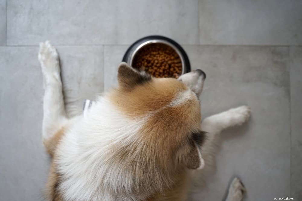 Chicken Broth for Dogs: Vet-Approved Safety, Health Benefits & 5 Practical Uses