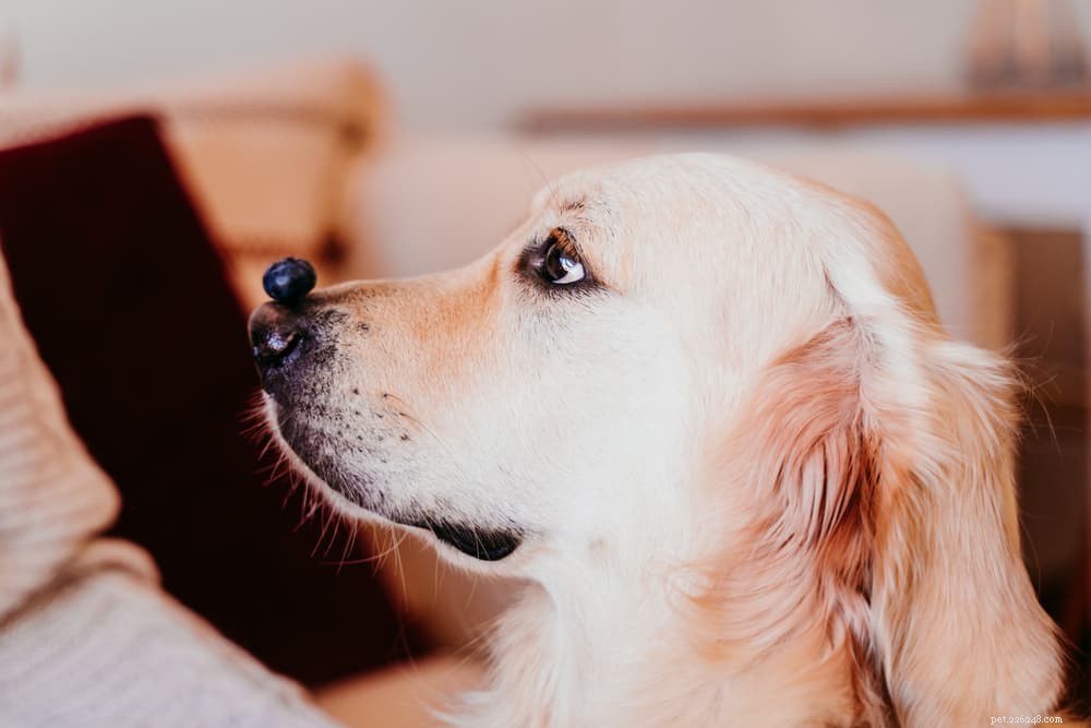 Are Blueberries Safe for Dogs? Health Benefits & Feeding Tips