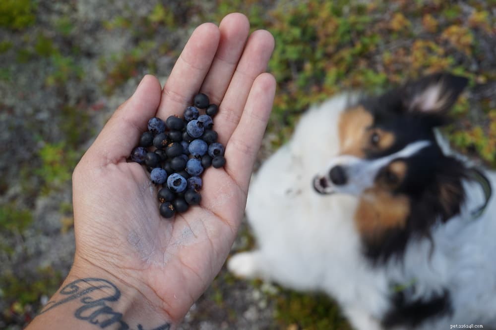 Are Blueberries Safe for Dogs? Health Benefits & Feeding Tips