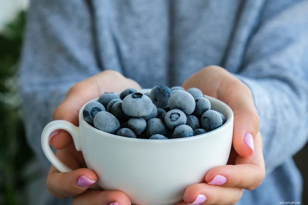 Are Blueberries Safe for Dogs? Health Benefits & Feeding Tips