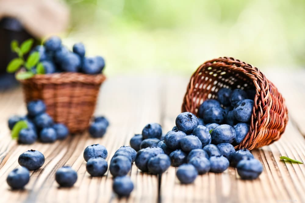 Are Blueberries Safe for Dogs? Health Benefits & Feeding Tips