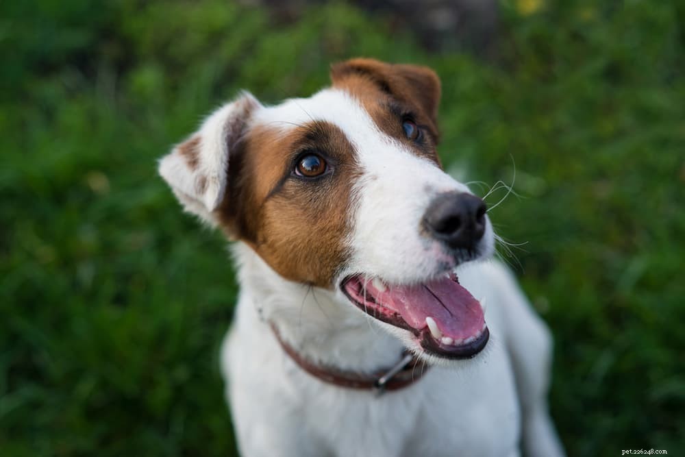 Vitamin E for Dogs: Health Benefits, Uses, and Administration Tips