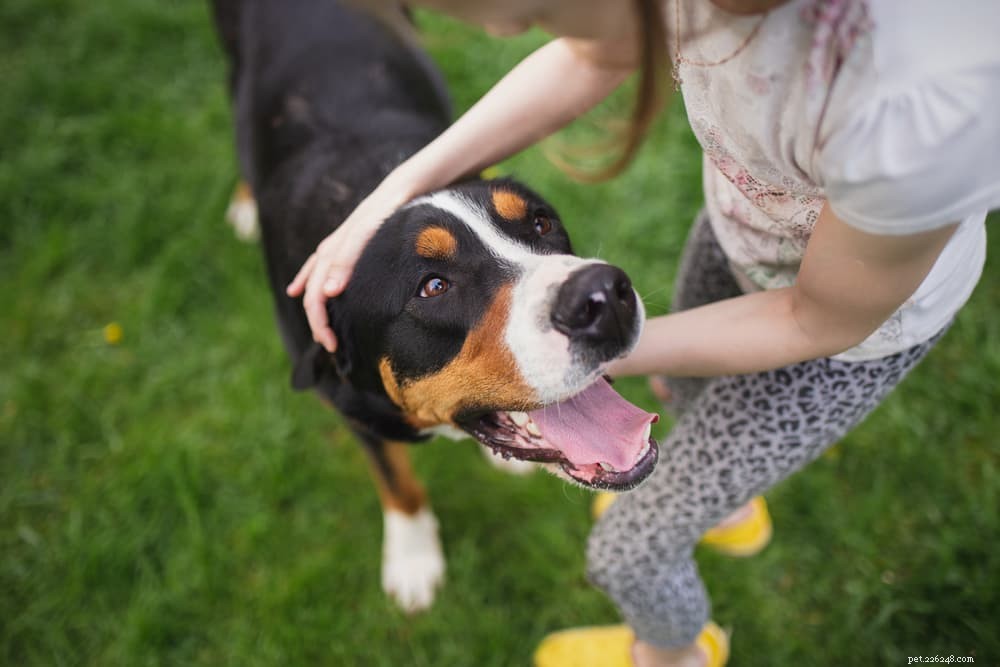 Vitamin E for Dogs: Health Benefits, Uses, and Administration Tips