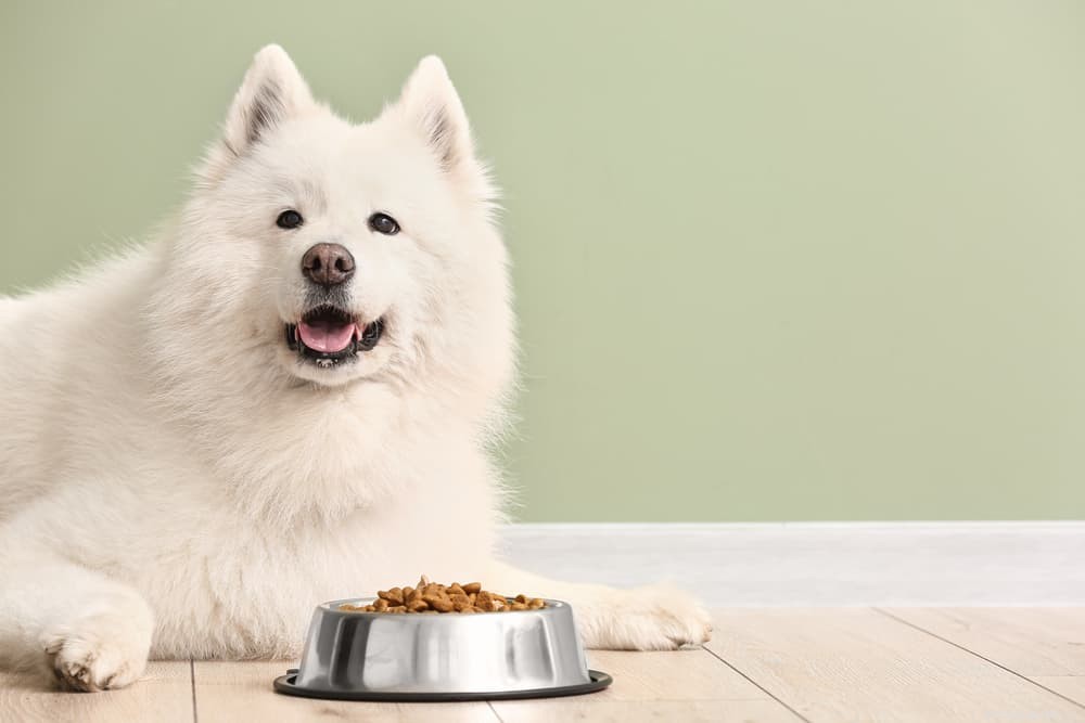 Vitamin E for Dogs: Health Benefits, Uses, and Administration Tips