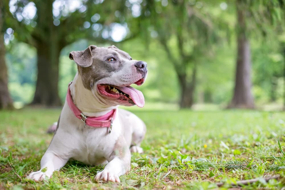 Vitamin E for Dogs: Health Benefits, Uses, and Administration Tips