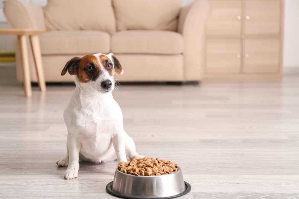 Vitamin E for Dogs: Health Benefits, Uses, and Administration Tips