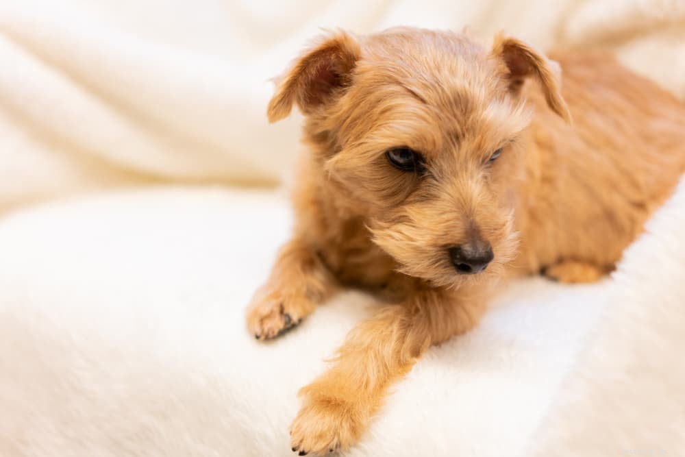 Vitamin E for Dogs: Health Benefits, Uses, and Administration Tips